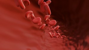 Red Blood Cells Flow In Vein Animation Full Stock Motion Graphics SBV-348980051 - Storyblocks