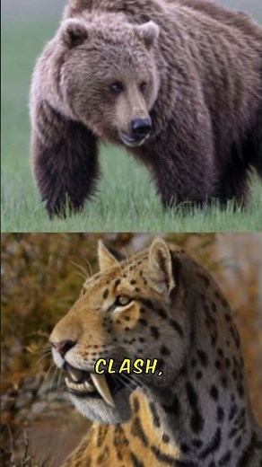 Saber-Toothed Tiger Takes On Grizzly Bear In EPIC Clash