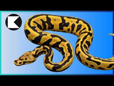 SHOCKING New Jaguar Ball Python Clutch!