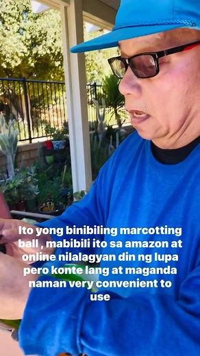 12 reactions · 5 comments | Air layering or marcotting is a propagation technique for plants that have difficulty rooting from cuttings. It involves wounding the stem and packing it with moist moss and then covered with plastic. Roots appear in the bag in 6-12 weeks or up to 2 years. #loveplanting #enjoyGardening #enjoymarcottingandairlayeringofplants Fel FranciaFelven Family Vlogs | Fel Francia | Facebook