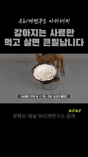 \b강아지문제행동교정 | 우리개연구소 아카데미 | 가축인공수정사 | 반려견행동지도사 on Instagram: "개의 식단에서 고기의 비중은 수치상 단백질 20%가 아닌, **‘전체 식사의 90% 이상을 생고기와 뼈, 내장, 지방으로 구성하는 것’**이 되어야 한다. 이는 단순한 취향이나 전통의 문제가 아니라, 생리학적, 진화적, 영양학적으로 뒷받침되는 사실이다. 현대 사료가 그 기준을 충족하지 못하고 있다면, 그에 대한 비판과 대안 제시는 보호자와 전문가 모두의 책임이다. 참고문헌 1. Hendriks, W.H. et al. Dietary nutrient profiles of wild wolves: insights for optimal dog nutrition. British Journal of Nutrition. 2. Ansorge, H. et al. Diet of the grey wolf in Roztocze and Solska Forests, SE Poland. Journal