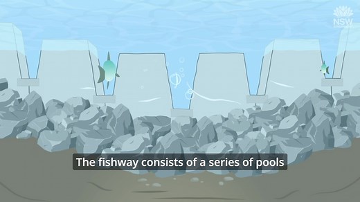 New animation showing how a rock ramp fishway works! Ever wondered how a fishway works? We’ve put together a handy animation explaining how rock ramp and vertical slot fishways work. Across NSW barriers to fish passage like culverts, dams, weirs and causeways block the migration of our native fish. Our native fish need to move freely to feed, breed, find new habitat and escape predators. Fishways are just one way of helping fish move past barriers and connecting our waterways. These videos were 