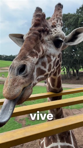 Conoce el bioparque estrella, un lugar increíble si quieres visitar animales | @Bioparque México