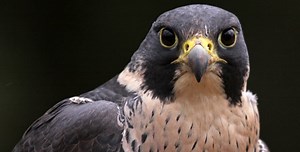 3 Types of Falcons That Live in Indiana! (2025)