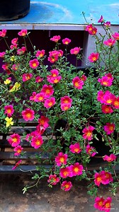 Moss rose flowers | My Beautiful Garden