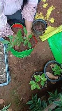A Calm Garden Day 🌿 Compost Harvest + Chilli Transplanting Routine