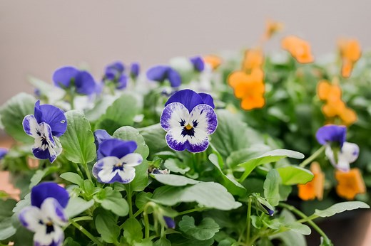 How to Grow Violas in a Home Garden