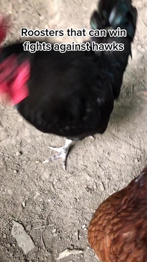 There are some very powerful roosters out there. | Brahma Rooster