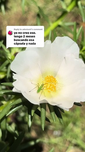 Growing Portulaca Grandiflora from Seeds