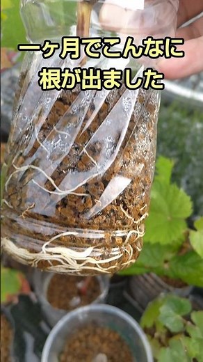 シャインマスカットを剪定して刺し芽してみたら根が出てきました Shine Muscat roots have started to appear #シャインマスカット #育て方 #簡単