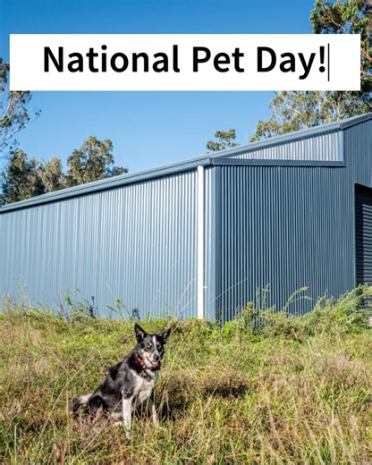 3K views | Happy National Pet Day! Be sure to give your fur-babies a lot of extra love today  #nationalpetday #furbabies #shed #horses #dogs | Wide Span Sheds | Facebook