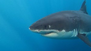 1.2M views · 3.1K reactions | This summer, sharks are migrating to the Blue Raspberry Slurpee at 7-Eleven. | Slurpee | Facebook