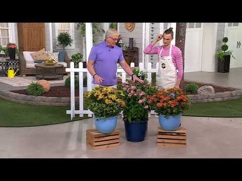 Roberta's 3-Piece Native Butterfly Asclepias Live Plants on QVC