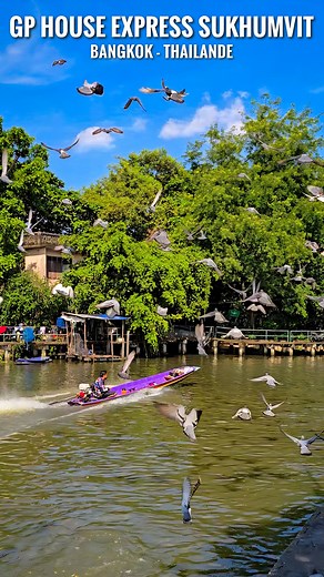 33K views · 284 reactions | Bon plan hôtel à Bangkok en Thaïlande, bienvenue à GP House Express Sukhumvit 81. (Prix en septembre 2025) . Retrouvez toutes mes bonnes adresses dans mes ebooks guide voyage. Vous y trouverez à l’intérieur:  Les choses à faire et à voir  Plusieurs itinéraires de 1 à 4 semaines  Mes meilleures adresses  Tout un tas de conseils utiles. Disponible maintenant sur mon site internet . #thailande #bangkok #voyage | Mr Peuss | Facebook