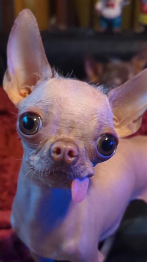 18K views · 1.6K reactions | Happy Tongue Out Tuesday! #famouschihuahua #tongueouttuesdays #sharethelove @alma.and.hermine | Famous Chihuahua | Facebook