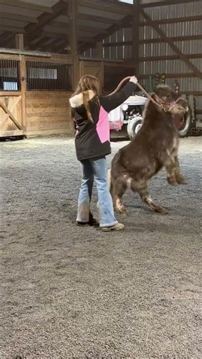 Pony Tricks #fun #cute #tricks