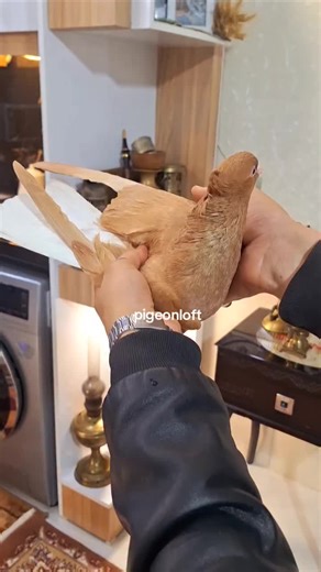 Exploring the Pigeon Loft: A Community Experience