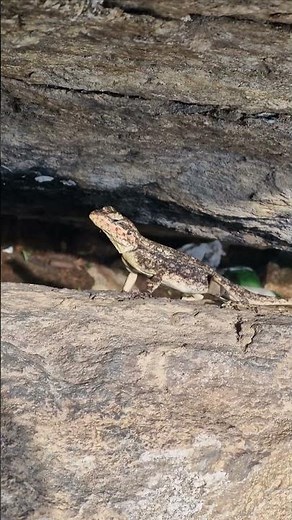 Agama Lizard Masterfully Hides Between Rocks | Nature’s Stealth Expert #shorts