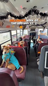 172K views · 33K reactions | Friday morning’s crew did not disappoint with their Halloween costumes!  Next week, we’ll be voting for Best Costume — so if your pup rides with Ruff & Puff, there’s still time to get them dressed up on Monday, Tuesday, or Wednesday! A big thank you to Annie’s mom for sending some tasty DQ-themed treats for the pups to enjoy on the bus today!  | ruffandpuffyyc | Facebook
