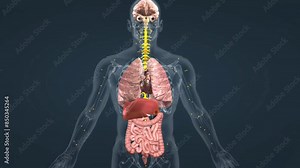 Mechanism of action of adrenaline in human body
