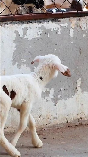 Lamb Sounds (Exploring Enclosure at Exotic Zoo)