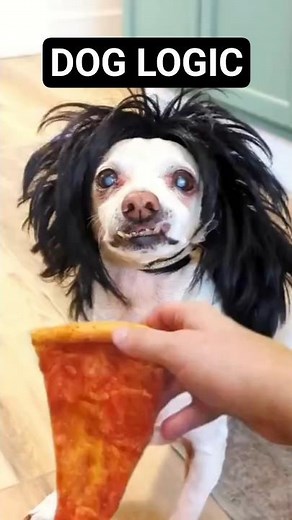My Dogs Funniest 3 Moments!! Part 2! (November) 🤣 #funnydogs #shorts #chihuahua