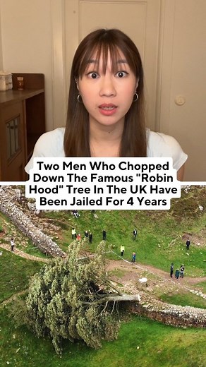Almost on Instagram: "Two men who cut down the famous “Robin Hood” tree in the UK in 2023 have been sentenced to 4 years in prison. - #sycamoregaptree #sycamoregap #robinhoodtree #tree #trees #treephotography #sycamore #sycamoretree #robinhood #felling #men #nature #naturelovers #naturephotography #environment #vandalism #destruction #scenery #landscape #photography #history #hadrianswall #northumberland #england #uk #british #crime"