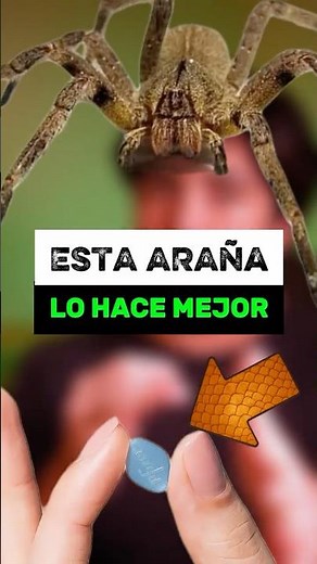 The spider that scares men the most - The banana spider