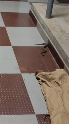 How Catch Snake | Snake Catching Tricks #snakecatching #snake