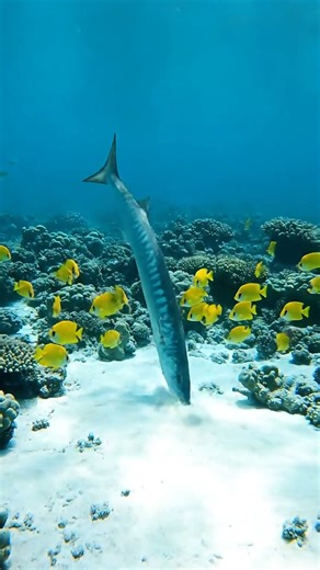 🔥 Amazing Fishing Video Gopro In Sea 59 2K - You Won't Believe This! ✨