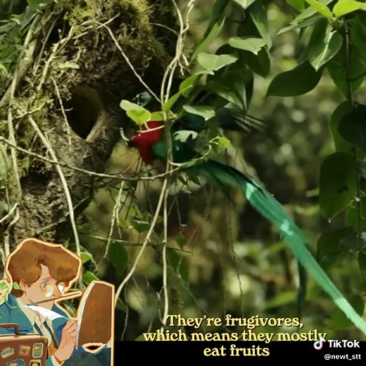 Quetzal bird: The most beautiful bird in the Americas