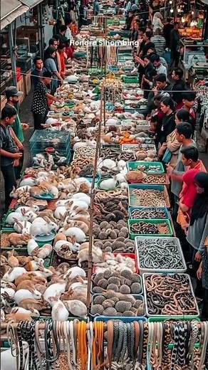 What AMAZING Animals Live in British Streets?