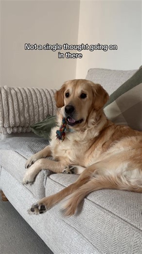 Derp face 🐶 #dogs