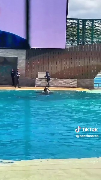 Discover the Majestic World of Orcas | Whale Watching and Conservation