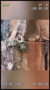 Snake vs gecko: hunter becomes hunted. #wildanimals #animals #foryou | Laisa Andrioli