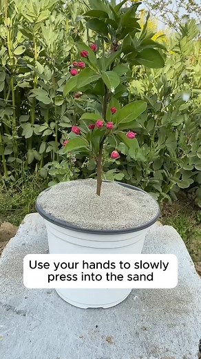 Using onions to propagate plants #urbangardening #gardeningistherapy #gardeninggoals #homegardening #gardeninspiration | Garden Tips