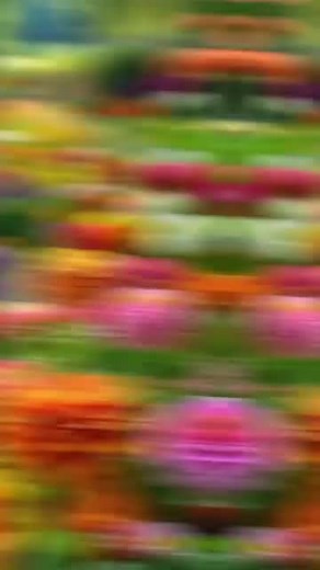 A mero hjr abhagi /( Raja)🇦🇪 (@.abhagi)’s videos with original sound - A mero hjr abhagi /( Raja)🇦🇪