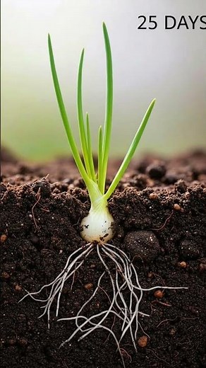 Onion Growth Time-Lapse 0 to 90 Days #shorts #oniongrowth #timelapse #gardentips