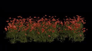 Poppy Flower Field blowing in the wind Loop Animation. Alpha Channel. Loop Animation