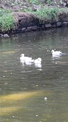 The White Swan's Deep Cultural Meaning