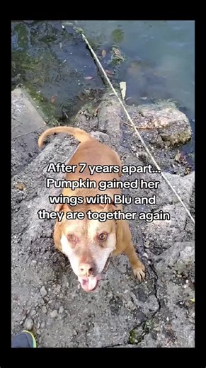 My heart really does hurt when I think of the pain of losing them both. They were inseparable. I took Pumpkin to the vet for support when we put him down. She was never the same after and always hated Dr. Blanton thereafter. Blu was a rescue. We assumed an old dog fighter because of all his scars. He was discarded like trash. Pumpkin took to him quickly and showed him how to be a house dog. He was excellent at it. He loved unconditionally. Then after he passed, Pumpkin taught Sarge the ropes. He