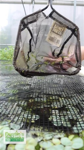 HOW TO REMOVE DUCKWEED! 😱