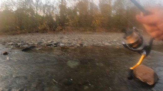 Elk Creek, Pennsylvania. Biggest steelhead I have ever landed. 11 pounds and 3 ounces, with a length of 30 and 1/2 inches. Caught on a single egg, but I have to say the K-9 fluorocarbon did the job. I was using the six pound test as a leader, and it did not break! It took a long time to land, and thanks to Mark for showing up in time to net it. Yes, it's going on the wall! You can see another picture on Poor Richards facebook page. They were the ones that weighed and measured it. See you on the 