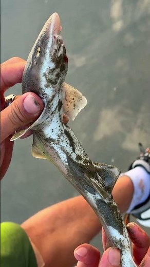 We Downsized Everything… Even the Fish 😂🎣#fishing