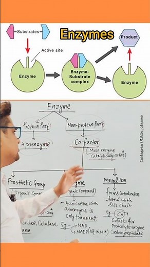 Enzymes and Cofactors Overview 🔥