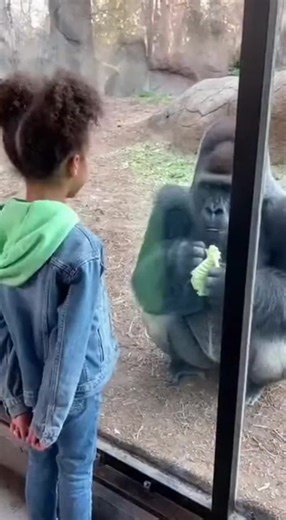 Chimpanzee Reacts Terrified to Snake Encounter