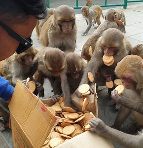 525K views · 10K reactions | Monkeys eat lots of cookies like a human | Feeding Animal | Facebook