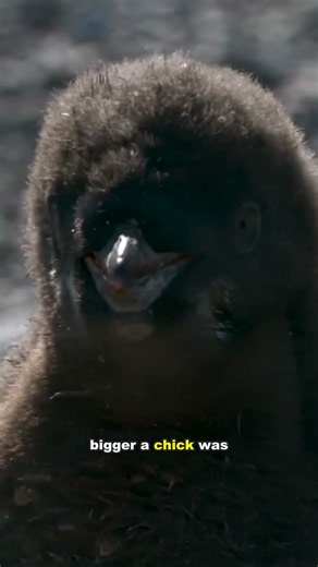 At 3 Weeks Old, Both Parents Leave | Adélie Penguin Chick
