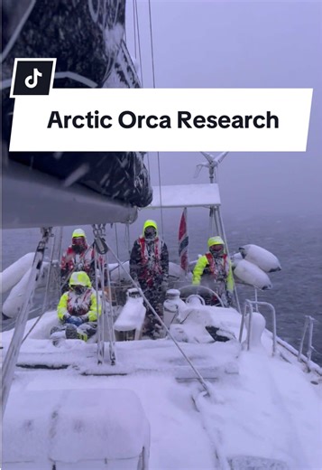 Some of the unique things we experience doing fieldwork with orcas in the Arctic! Working in such a cold environment may pose its own set of challenges, but it definitely keeps things interesting! And of course seeing the orcas every day, and getting to work under pink skies as much as we do is definitely a bonus🌄 . #orca #orcas #killerwhale #killerwhales#arctic