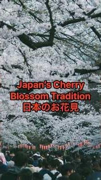 Japan’s Spring Miracle! Experience “Hanami” (Cherry Blossom Viewing) #shorts #ショート動画
